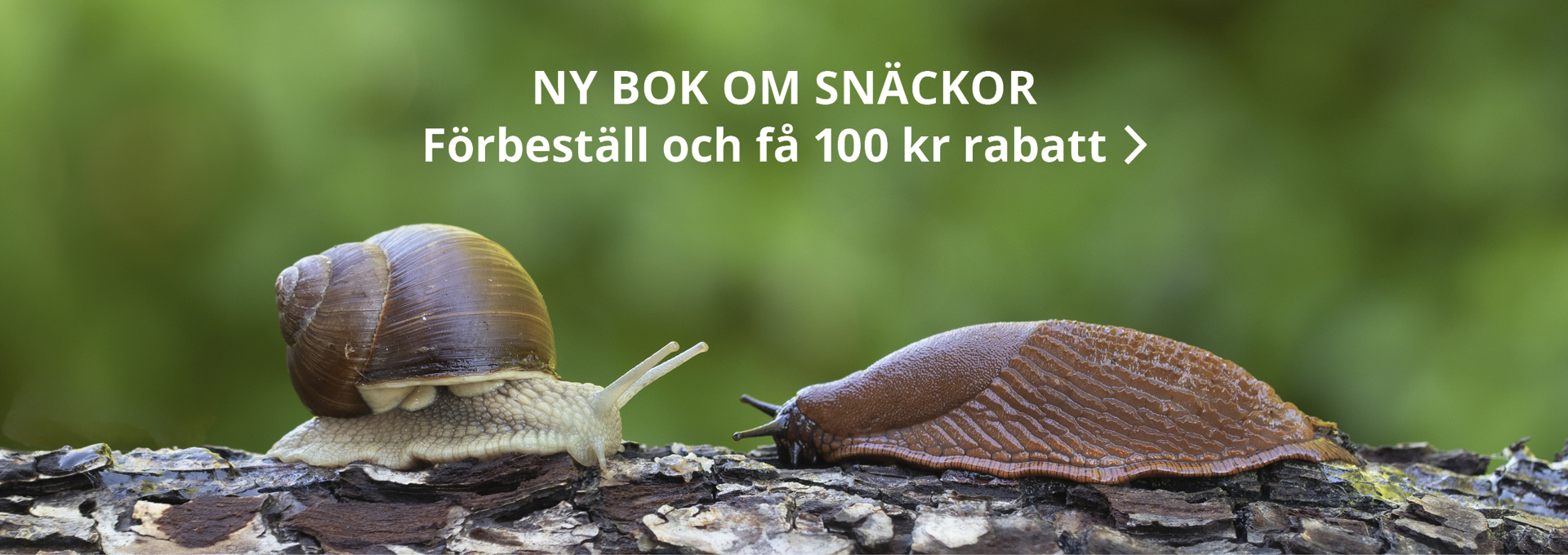 Två sniglar möts på en stam med grön miljö i bakgrunden