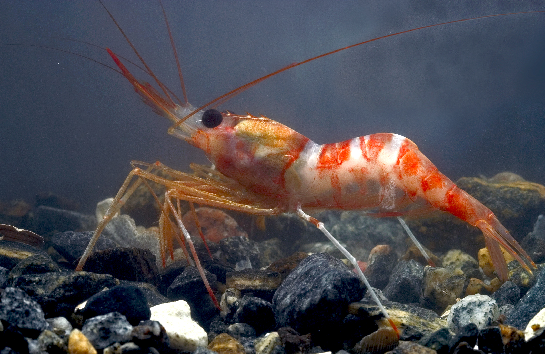 Rödvit karamellräka (Atlantopandalus propinqvus). Foto: Matz Berggren